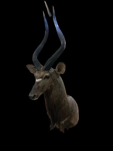 Beautiful african nyala - nyala, mount