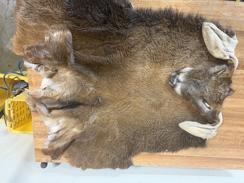 137 tanned whitetail deer - #137,
